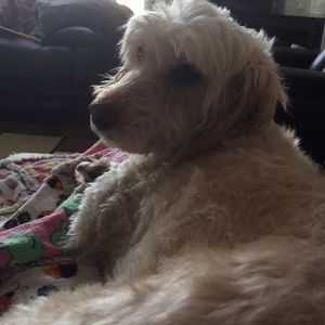 Meet your Posher, Gary